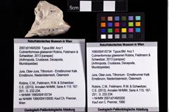 Foto (Objket + Etiketten) von Culmenformosa glaessneri (Robins, Feldmann & Schweitzer, 2013) 